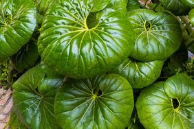 giant leopard plant