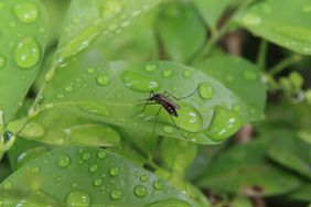 closeup of a mosquito on a leaf with drops of water