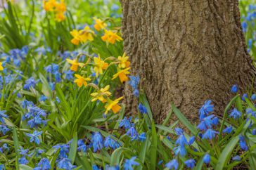 squill and daffodil flowers around a tree trunk