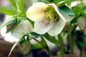 Hellebores