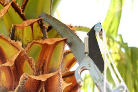 outdoor shot of saw cutting a palm tree