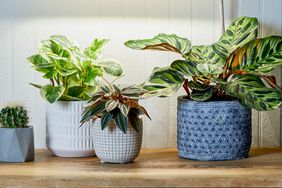 various houseplants in containers resting on a wooden table