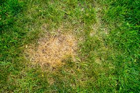 brown spot in lawn of green grass