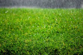 rain falling on green lawn