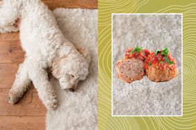 Dog on area rug with meatballs