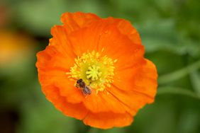 orange Icelandic poppy Papaver nudicaule