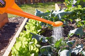 watering vegetables with orange watering can