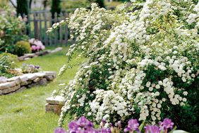 white Spirea Spiraea