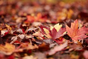 Red and orange leaves on the ground