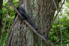 Blake snake in tree