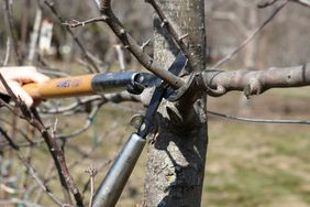 Pruning a tree branch