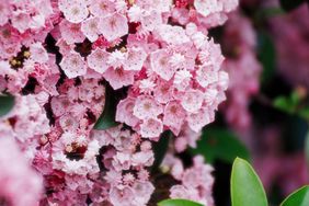 Kalmia 'Tinkerbell' pink mountain laurel