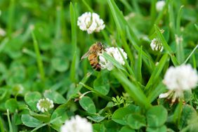 a bee on clover