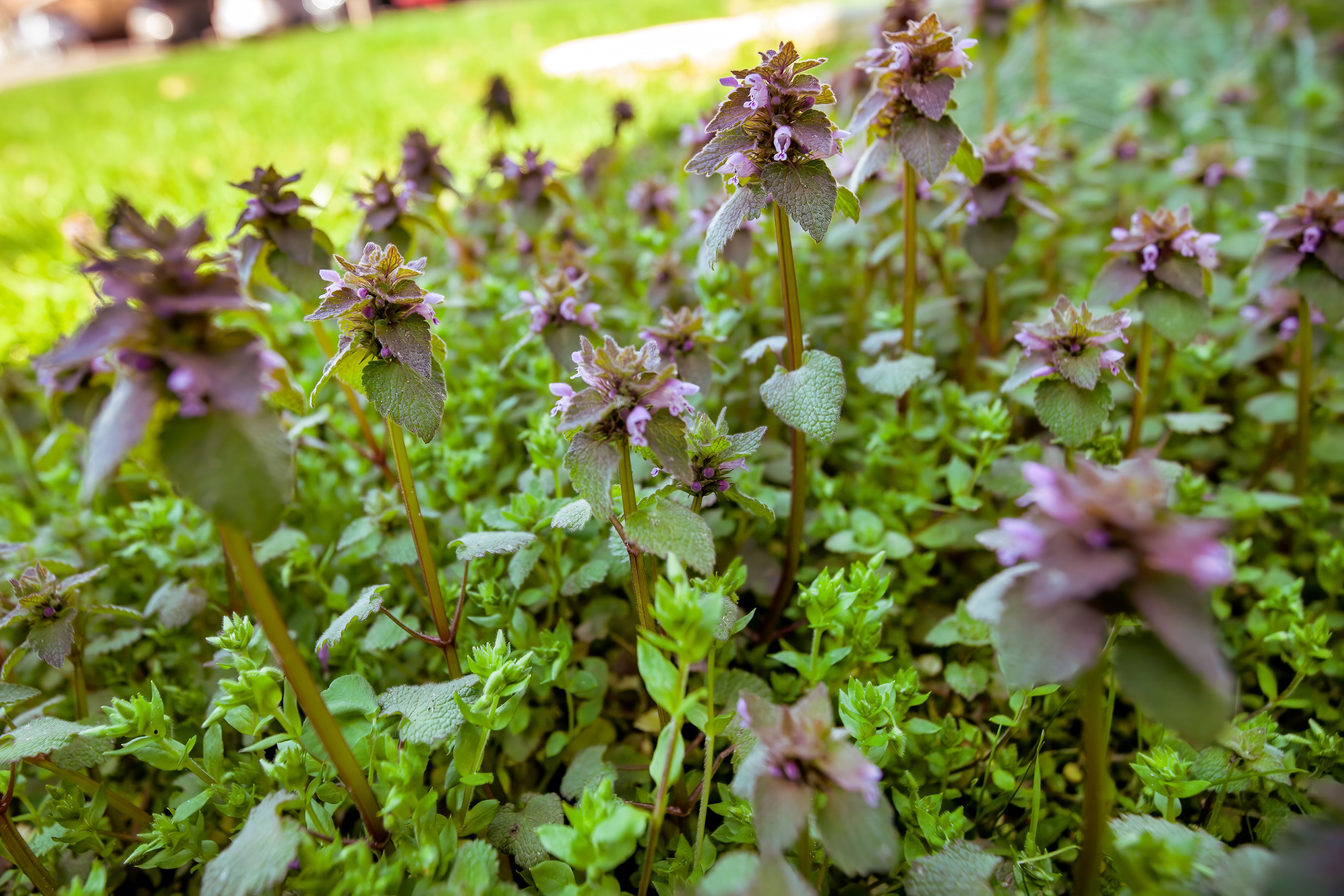 purple deadnettle blooming in a lawn