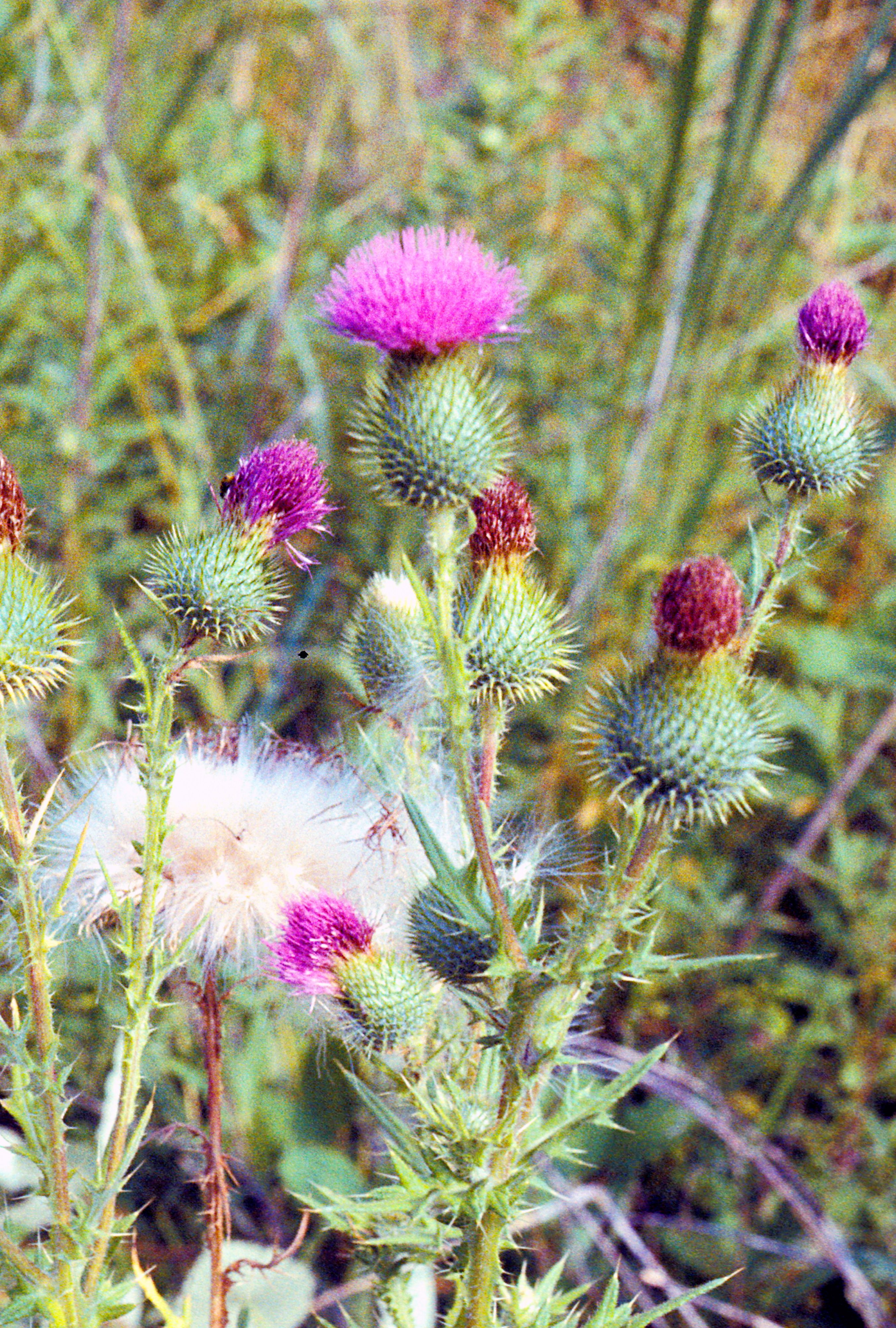 bull thistle cirsium vulgare