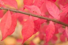 close up of a burning bush 