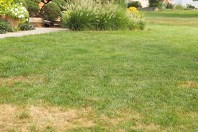 Grass turning brown in summer; brown lawn