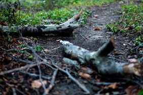 Tree branches on the ground