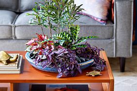 Indoor forest dish garden