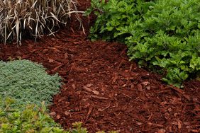 garden bed with mulch and plants