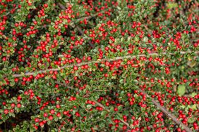 rockspray cotoneaster branches with red berries