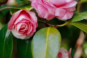 Camellia japonica 'Lila Naff'