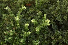 Yew tree branches