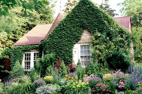 ivy covered English style cottage with colorful garden and green grass