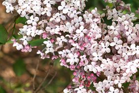 Dwarf Korean lilac with light pink flowers