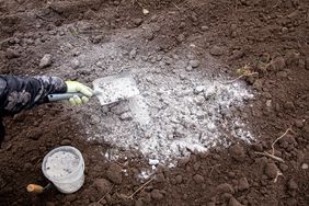 shovel spreading wood ash onto soil