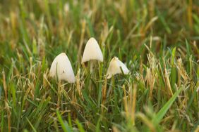 Mushrooms growing in yard