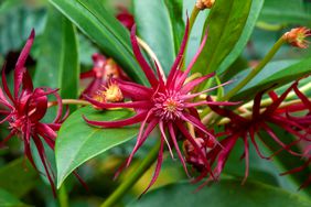 close up of florida anise flowers