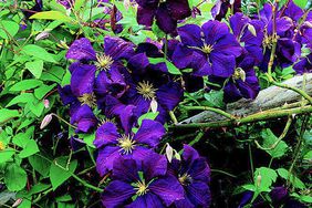 Purple Clematis Eloile Viole Tte