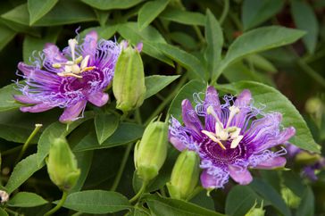 close up of two passionflowers on vine