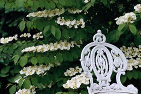 Doublefile Viburnum