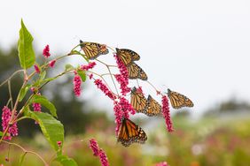 Monarch butterflies on a plant