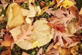 assorted fall leaves on lawn