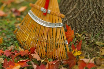 Rake on lawn with fallen leaves on grass in fall