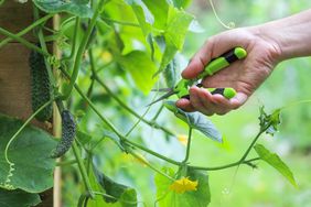 hand with snips about to prune cucumber plant