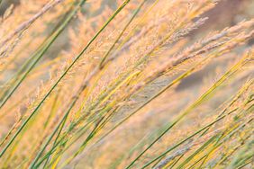 Indian Grass