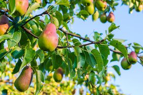 pears growing in trees with a blue sky in the background