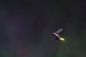 Glowing firefly flying