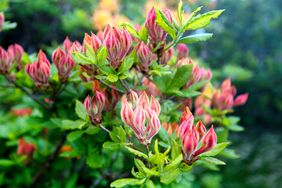 flame Azalea before blooming