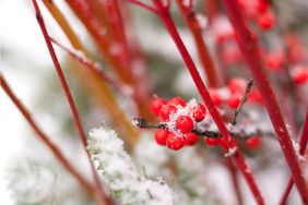 red twig dogwood