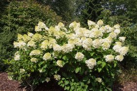 Pinacle hydrangea 