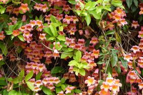 Bignonia capreolata 'Tangerine Beauty', crossvine