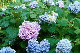 blue bonnet hydrangea blooms