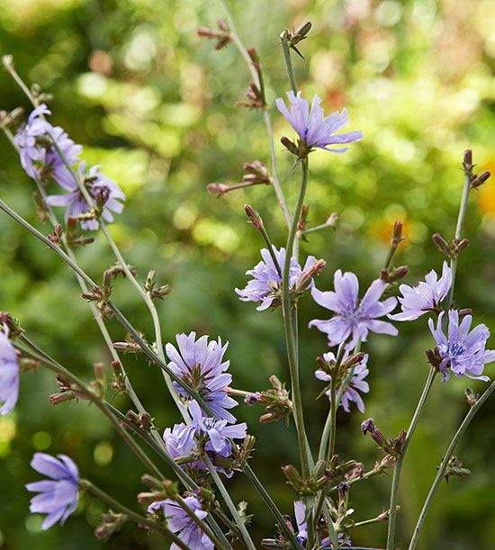 Chicory