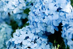 Endless Summer Blue Hydrangea macrophylla