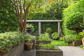 Backyard with pergola and cypress hedge